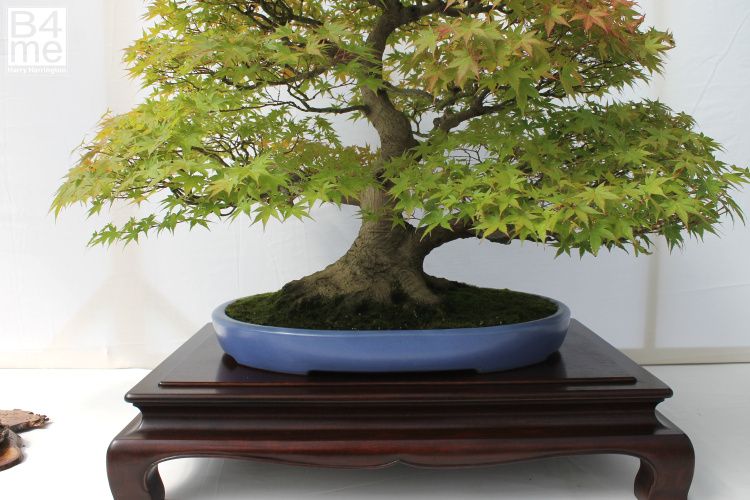 Acer palmatum/Japanese Maple bonsai